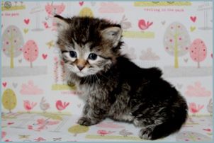 Male Siberian Kitten from Deedlebug Siberians